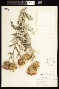 Cirsium undulatum image