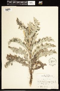 Cirsium undulatum image