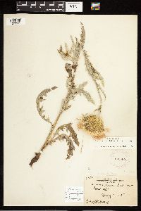 Cirsium undulatum image