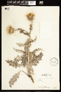 Cirsium undulatum image
