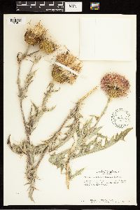 Cirsium undulatum image