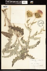 Cirsium undulatum image
