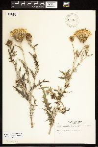 Cirsium undulatum image