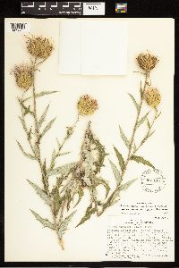 Cirsium undulatum image