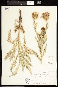 Cirsium undulatum image