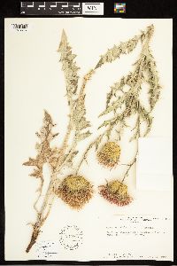 Cirsium undulatum image