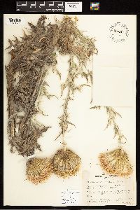 Cirsium undulatum image