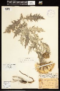 Cirsium undulatum image