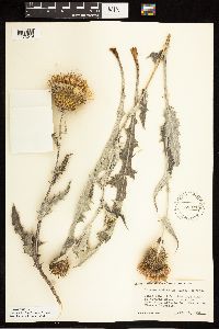 Cirsium undulatum image