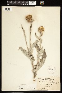 Cirsium undulatum image