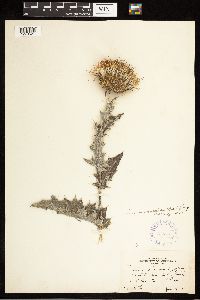 Cirsium undulatum image