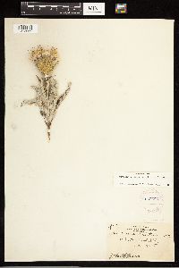 Cirsium undulatum image