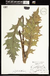 Cirsium vinaceum image