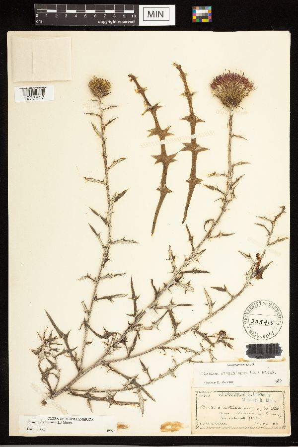 Cirsium virginianum image