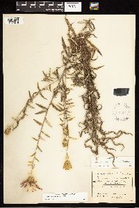 Cirsium virginianum image