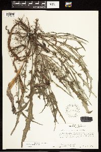 Cirsium virginianum image