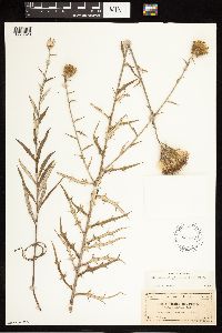Cirsium virginianum image