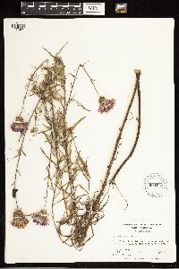 Cirsium virginianum image