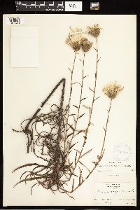 Cirsium virginianum image
