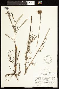 Cirsium virginianum image