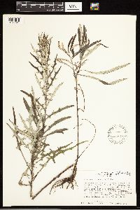 Cirsium virginianum image