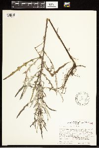 Cirsium virginianum image