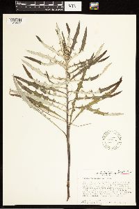 Cirsium virginianum image