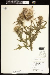 Cirsium vulgare image