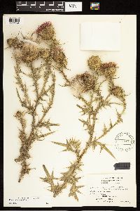 Cirsium vulgare image