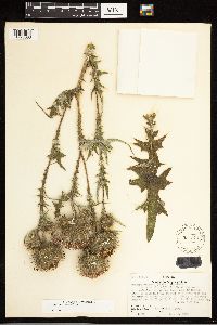 Cirsium vulgare image