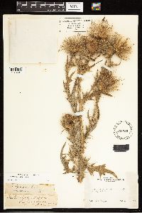 Cirsium vulgare image
