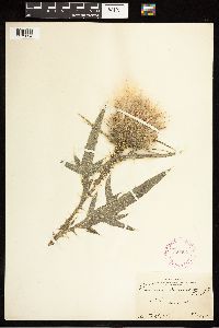 Cirsium vulgare image