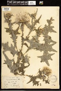 Cirsium vulgare image