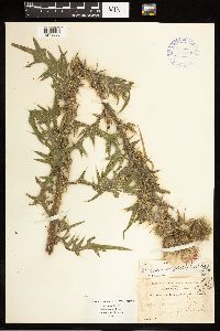 Cirsium vulgare image