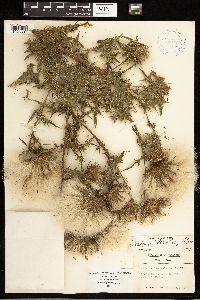 Cirsium vulgare image