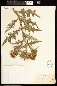 Cirsium vulgare image