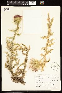 Cirsium vulgare image