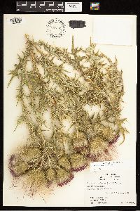 Cirsium vulgare image