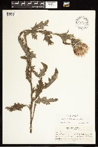 Cirsium vulgare image