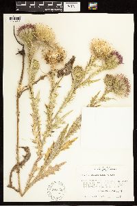 Cirsium vulgare image