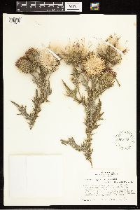 Cirsium vulgare image
