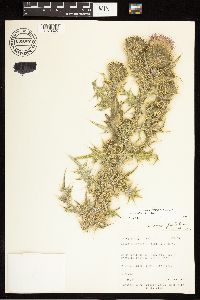 Cirsium vulgare image