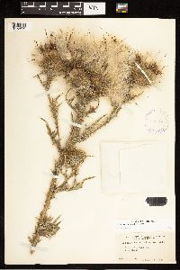 Cirsium vulgare image