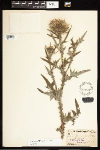 Cirsium vulgare image