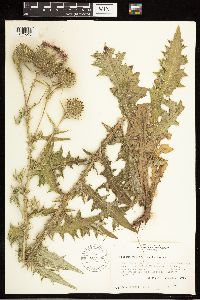 Cirsium vulgare image