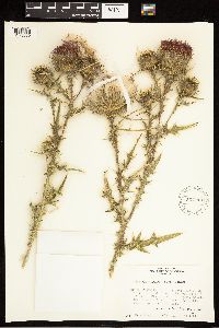 Cirsium vulgare image