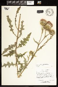 Cirsium vulgare image