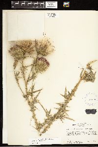 Cirsium vulgare image