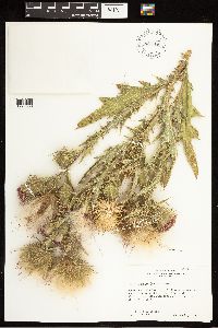 Cirsium vulgare image