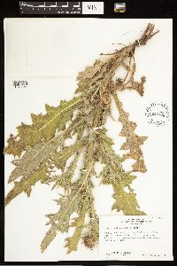 Cirsium vulgare image
